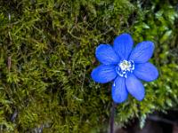 Leberblümchen Blüte vor Mooshintergrund